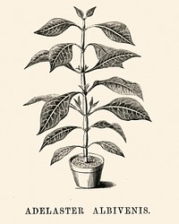Adelaster Albivenis engraved by <a href="https://www.rawpixel.com/search/Benjamin%20Fawcett?&amp;page=1">Benjamin Fawcett</a> (1808-1893) for <a href="https://www.rawpixel.com/search/Shirley%20Hibberd?&amp;page=1">Shirley Hibberd</a>&rsquo;s (1825-1890) New and Rare Beautiful-Leaved Plants. Digitally enhanced from our own 1929 edition of the publication.