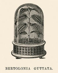 Bertolonia Guttata engraved by <a href="https://www.rawpixel.com/search/Benjamin%20Fawcett?&amp;page=1">Benjamin Fawcett</a> (1808-1893) for <a href="https://www.rawpixel.com/search/Shirley%20Hibberd?&amp;page=1">Shirley Hibberd</a>&rsquo;s (1825-1890) New and Rare Beautiful-Leaved Plants. Digitally enhanced from our own 1929 edition of the publication.