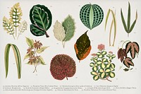 Collection of ornamental leaves engraved by <a href="https://www.rawpixel.com/search/Benjamin%20Fawcett?&amp;page=1">Benjamin Fawcett</a> (1808-1893) for<a href="https://www.rawpixel.com/search/Shirley%20Hibberd?&amp;page=1"> Shirley Hibberd</a>&rsquo;s (1825-1890) New and Rare Beautiful-Leaved Plant.