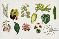 Collection of ornamental leaves engraved by <a href="https://www.rawpixel.com/search/Benjamin%20Fawcett?&amp;page=1">Benjamin Fawcett</a> (1808-1893) for<a href="https://www.rawpixel.com/search/Shirley%20Hibberd?&amp;page=1"> Shirley Hibberd</a>&rsquo;s (1825-1890) New and Rare Beautiful-Leaved Plant.