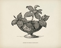 Anaectochilus Setaceus engraved by <a href="https://www.rawpixel.com/search/Benjamin%20Fawcett?&amp;page=1">Benjamin Fawcett </a>(1808-1893) for <a href="https://www.rawpixel.com/search/Shirley%20Hibberd?&amp;page=1">Shirley Hibberd</a>&rsquo;s (1825-1890) New and Rare Beautiful-Leaved Plants. Digitally enhanced from our own 1929 edition of the publication.
