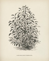 Box elder (Acer negundo variegata) engraved by <a href="https://www.rawpixel.com/search/Benjamin%20Fawcett?&amp;page=1">Benjamin Fawcett</a> (1808-1893) for <a href="https://www.rawpixel.com/search/Shirley%20Hibberd?&amp;page=1">Shirley Hibberd</a>&rsquo;s (1825-1890) New and Rare Beautiful-Leaved Plants. Digitally enhanced from our own 1929 edition of the publication.