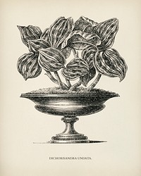 Dichorisandra Undata engraved by <a href="https://www.rawpixel.com/search/Benjamin%20Fawcett?&amp;page=1">Benjamin Fawcett</a> (1808-1893) for <a href="https://www.rawpixel.com/search/Shirley%20Hibberd?&amp;page=1">Shirley Hibberd</a>&rsquo;s (1825-1890) New and Rare Beautiful-Leaved Plants. Digitally enhanced from our own 1929 edition of the publication.
