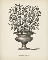 Hibiscus Cooperi engraved by <a href="https://www.rawpixel.com/search/Benjamin%20Fawcett?&amp;page=1">Benjamin Fawcett</a> (1808-1893) for <a href="https://www.rawpixel.com/search/Shirley%20Hibberd?&amp;page=1">Shirley Hibberd</a>&rsquo;s (1825-1890) New and Rare Beautiful-Leaved Plants. Digitally enhanced from our own 1929 edition of the publication.
