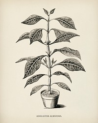 Adelaster Albivenis engraved by<a href="https://www.rawpixel.com/search/Benjamin%20Fawcett?&amp;page=1"> Benjamin Fawcett </a>(1808-1893) for <a href="https://www.rawpixel.com/search/Shirley%20Hibberd?&amp;page=1">Shirley Hibberd</a>&rsquo;s (1825-1890) New and Rare Beautiful-Leaved Plants. Digitally enhanced from our own 1929 edition of the publication.