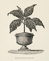 Bignonia Argyrea Violescens engraved by <a href="https://www.rawpixel.com/search/Benjamin%20Fawcett?&amp;page=1">Benjamin Fawcett </a>(1808-1893) for<a href="https://www.rawpixel.com/search/Shirley%20Hibberd?&amp;page=1"> Shirley Hibberd</a>&rsquo;s (1825-1890) New and Rare Beautiful-Leaved Plants. Digitally enhanced from our own 1929 edition of the publication.
