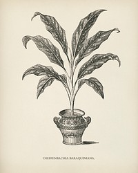 Dieffenbachia Baraquiniana engraved by <a href="https://www.rawpixel.com/search/Benjamin%20Fawcett?&amp;page=1">Benjamin Fawcett </a>(1808-1893) for<a href="https://www.rawpixel.com/search/Shirley%20Hibberd?&amp;page=1"> Shirley Hibberd</a>&rsquo;s (1825-1890) New and Rare Beautiful-Leaved Plants. Digitally enhanced from our own 1929 edition of the publication.