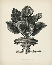 Maranta Rosea Picta engraved by <a href="https://www.rawpixel.com/search/Benjamin%20Fawcett?&amp;page=1">Benjamin Fawcett</a> (1808-1893) for <a href="https://www.rawpixel.com/search/Shirley%20Hibberd?&amp;page=1">Shirley Hibberd</a>&rsquo;s (1825-1890) New and Rare Beautiful-Leaved Plants. Digitally enhanced from our own 1929 edition of the publication.