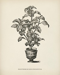 Eranthemum Sanguinolenthum engraved by <a href="https://www.rawpixel.com/search/Benjamin%20Fawcett?&amp;page=1">Benjamin Fawcett</a> (1808-1893) for <a href="https://www.rawpixel.com/search/Shirley%20Hibberd?&amp;page=1">Shirley Hibberd</a>&rsquo;s (1825-1890) New and Rare Beautiful-Leaved Plants. Digitally enhanced from our own 1929 edition of the publication.