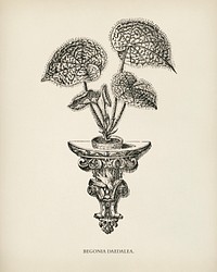 Begonia Daedalea engraved by <a href="https://www.rawpixel.com/search/Benjamin%20Fawcett?&amp;page=1">Benjamin Fawcett</a> (1808-1893) for <a href="https://www.rawpixel.com/search/Shirley%20Hibberd?&amp;page=1">Shirley Hibberd</a>&rsquo;s (1825-1890) New and Rare Beautiful-Leaved Plants. Digitally enhanced from our own 1929 edition of the publication.