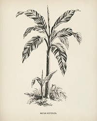 Musa Vittata engraved by Benjamin Fawcett (1808-1893) for Shirley Hibberd&rsquo;s (1825-1890) New and Rare Beautiful-Leaved Plants. Digitally enhanced from our own 1929 edition of the publication.