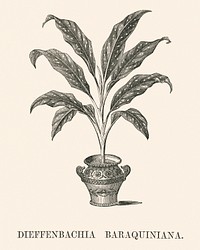 Dieffenbachia Baraquiniana engraved by <a href="https://www.rawpixel.com/search/Benjamin%20Fawcett?&amp;page=1">Benjamin Fawcett </a>(1808-1893) for <a href="https://www.rawpixel.com/search/Shirley%20Hibberd?&amp;page=1">Shirley Hibberd</a>&rsquo;s (1825-1890) New and Rare Beautiful-Leaved Plants. Digitally enhanced from our own 1929 edition of the publication.