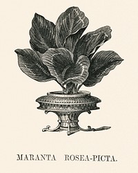 Rose-painted calathea ( Maranta rosea -picta) engraved by <a href="https://www.rawpixel.com/search/Benjamin%20Fawcett?&amp;page=1">Benjamin Fawcett </a>(1808-1893) for <a href="https://www.rawpixel.com/search/Shirley%20Hibberd?&amp;page=1">Shirley Hibberd</a>&rsquo;s (1825-1890) New and Rare Beautiful-Leaved Plants. Digitally enhanced from our own 1929 edition of the publication.
