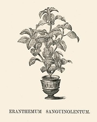 Eranthemum Sanguinolentum engraved by <a href="https://www.rawpixel.com/search/Benjamin%20Fawcett?&amp;page=1">Benjamin Fawcett </a>(1808-1893) for <a href="https://www.rawpixel.com/search/Shirley%20Hibberd?&amp;page=1">Shirley Hibberd</a>&rsquo;s (1825-1890) New and Rare Beautiful-Leaved Plants. Digitally enhanced from our own 1929 edition of the publication.
