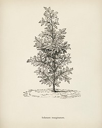 Purple African Nightshade(Solanum Marginatum) engraved by<a href="https://www.rawpixel.com/search/Benjamin%20Fawcett?&amp;page=1"> Benjamin Fawcett </a>(1808-1893) for <a href="https://www.rawpixel.com/search/Shirley%20Hibberd?&amp;page=1">Shirley Hibberd</a>&rsquo;s (1825-1890) New and Rare Beautiful-Leaved Plants. Digitally enhanced from our own 1929 edition of the publication.