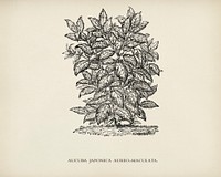 Aucuba Japonica Aureo Maculata engraved by <a href="https://www.rawpixel.com/search/Benjamin%20Fawcett?&amp;page=1">Benjamin Fawcett</a> (1808-1893) for <a href="https://www.rawpixel.com/search/Shirley%20Hibberd?&amp;page=1">Shirley Hibberd</a>&rsquo;s (1825-1890) New and Rare Beautiful-Leaved Plants. Digitally enhanced from our own 1929 edition of the publication.