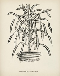 Croton Interruptum engraved by <a href="https://www.rawpixel.com/search/Benjamin%20Fawcett?&amp;page=1">Benjamin Fawcett</a> (1808-1893) for <a href="https://www.rawpixel.com/search/Shirley%20Hibberd?&amp;page=1">Shirley Hibberd</a>&rsquo;s (1825-1890) New and Rare Beautiful-Leaved Plants. Digitally enhanced from our own 1929 edition of the publication.