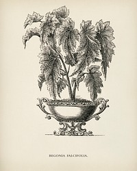 Begonia Falcifolia engraved by <a href="https://www.rawpixel.com/search/Benjamin%20Fawcett?&amp;page=1">Benjamin Fawcett</a> (1808-1893) for <a href="https://www.rawpixel.com/search/Shirley%20Hibberd?&amp;page=1">Shirley Hibberd</a>&rsquo;s (1825-1890) New and Rare Beautiful-Leaved Plants. Digitally enhanced from our own 1929 edition of the publication.