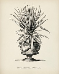 Dagger plant (Yucca aloifolia variegata) engraved by <a href="https://www.rawpixel.com/search/Benjamin%20Fawcett?&amp;page=1">Benjamin Fawcett </a>(1808-1893) for <a href="https://www.rawpixel.com/search/Shirley%20Hibberd?&amp;page=1">Shirley Hibberd</a>&rsquo;s (1825-1890) New and Rare Beautiful-Leaved Plants. Digitally enhanced from our own 1929 edition of the publication.