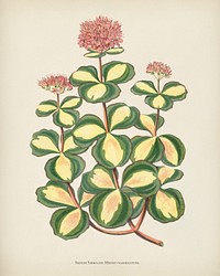 October stonecrop (Sedum sieboldii) engraved by <a href="https://www.rawpixel.com/search/Benjamin%20Fawcett?&amp;page=1">Benjamin Fawcett</a> (1808-1893) for <a href="https://www.rawpixel.com/search/Shirley%20Hibberd?&amp;page=1">Shirley Hibberd</a>&rsquo;s (1825-1890) New and Rare Beautiful-Leaved Plants. Digitally enhanced from our own 1929 edition of the publication.