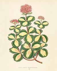 October stonecrop (Sedum sieboldii) engraved by <a href="https://www.rawpixel.com/search/Benjamin%20Fawcett?&amp;page=1">Benjamin Fawcett</a> (1808-1893) for <a href="https://www.rawpixel.com/search/Shirley%20Hibberd?&amp;page=1">Shirley Hibberd</a>&rsquo;s (1825-1890) New and Rare Beautiful-Leaved Plants. Digitally enhanced from our own 1929 edition of the publication.