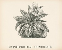 Cypripedium Concolor engraved by<a href="https://www.rawpixel.com/search/Benjamin%20Fawcett?&amp;page=1"> Benjamin Fawcett</a> (1808-1893) for<a href="https://www.rawpixel.com/search/Shirley%20Hibberd?&amp;page=1"> Shirley Hibberd</a>&rsquo;s (1825-1890) New and Rare Beautiful-Leaved Plants. Digitally enhanced from our own 1929 edition of the publication.