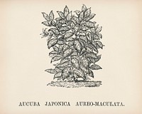 Aucuba Japonica engraved by Benjamin Fawcett (1808-1893) for Shirley Hibberd&rsquo;s (1825-1890) New and Rare Beautiful-Leaved Plants. Digitally enhanced from our own 1929 edition of the publication.