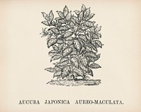 Aucuba Japonica engraved by Benjamin Fawcett (1808-1893) for Shirley Hibberd’s (1825-1890) New and Rare Beautiful-Leaved Plants. Digitally enhanced from our own 1929 edition of the publication.