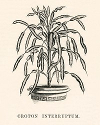 Croton Interruptum engraved by <a href="https://www.rawpixel.com/search/Benjamin%20Fawcett?&amp;page=1">Benjamin Fawcett </a>(1808-1893) for <a href="https://www.rawpixel.com/search/Shirley%20Hibberd?&amp;page=1">Shirley Hibberd</a>&rsquo;s (1825-1890) New and Rare Beautiful-Leaved Plants. Digitally enhanced from our own 1929 edition of the publication.