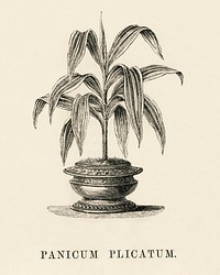 Panicum Plicatum engraved by <a href="https://www.rawpixel.com/search/Benjamin%20Fawcett?&amp;page=1">Benjamin Fawcett</a> (1808-1893) for <a href="https://www.rawpixel.com/search/Shirley%20Hibberd?&amp;page=1">Shirley Hibberd</a>&rsquo;s (1825-1890) New and Rare Beautiful-Leaved Plants. Digitally enhanced from our own 1929 edition of the publication.