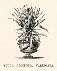 Yucca Aloifolia Variegata engraved by <a href="https://www.rawpixel.com/search/Benjamin%20Fawcett?&amp;page=1">Benjamin Fawcett </a>(1808-1893) for <a href="https://www.rawpixel.com/search/Shirley%20Hibberd?&amp;page=1">Shirley Hibberd&rsquo;</a>s (1825-1890) New and Rare Beautiful-Leaved Plants. Digitally enhanced from our own 1929 edition of the publication.