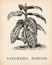Sanchezia Nobilis engraved by Benjamin Fawcett (1808-1893) for Shirley Hibberd&rsquo;s (1825-1890) New and Rare Beautiful-Leaved Plants. Digitally enhanced from our own 1929 edition of the publication.
