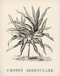 Croton Irregulare engraved by <a href="https://www.rawpixel.com/search/Benjamin%20Fawcett?&amp;page=1">Benjamin Fawcett</a> (1808-1893) for <a href="https://www.rawpixel.com/search/Shirley%20Hibberd?&amp;page=1">Shirley Hibberd</a>&rsquo;s (1825-1890) New and Rare Beautiful-Leaved Plants. Digitally enhanced from our own 1929 edition of the publication.
