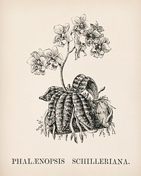 Moth Orchid (Phalaenopsis Schilleriana) engraved by<a href="https://www.rawpixel.com/search/Benjamin%20Fawcett?&amp;page=1"> Benjamin Fawcett</a> (1808-1893) for <a href="https://www.rawpixel.com/search/Shirley%20Hibberd?&amp;page=1">Shirley Hibberd&rsquo;</a>s (1825-1890) New and Rare Beautiful-Leaved Plants. Digitally enhanced from our own 1929 edition of the publication.