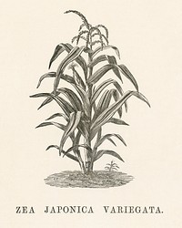 Zea Japonica Variegata engraved by <a href="https://www.rawpixel.com/search/Benjamin%20Fawcett?&amp;page=1">Benjamin Fawcett</a> (1808-1893) for <a href="https://www.rawpixel.com/search/Shirley%20Hibberd?&amp;page=1">Shirley Hibberd</a>&rsquo;s (1825-1890) New and Rare Beautiful-Leaved Plants. Digitally enhanced from our own 1929 edition of the publication.