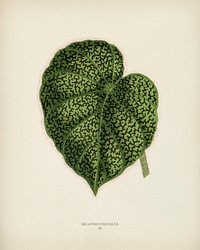 Begonia Daedalea engraved by <a href="https://www.rawpixel.com/search/Benjamin%20Fawcett?&amp;page=1">Benjamin Fawcett</a> (1808-1893) for <a href="https://www.rawpixel.com/search/Shirley%20Hibberd?&amp;page=1">Shirley Hibberd</a>&rsquo;s (1825-1890) New and Rare Beautiful-Leaved Plants. Digitally enhanced from our own 1929 edition of the publication.
