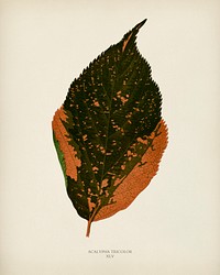 Jacobs Coat (Acalypha Tricolor) engraved by Benjamin Fawcett (1808-1893) for Shirley Hibberd’s (1825-1890) New and Rare Beautiful-Leaved Plants. Digitally enhanced from our own 1929 edition of the publication.