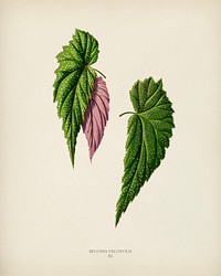 Begonia Falcifolia engraved by <a href="https://www.rawpixel.com/search/Benjamin%20Fawcett?&amp;page=1">Benjamin Fawcett</a> (1808-1893) for <a href="https://www.rawpixel.com/search/Shirley%20Hibberd?&amp;page=1">Shirley Hibberd</a>&rsquo;s (1825-1890) New and Rare Beautiful-Leaved Plants. Digitally enhanced from our own 1929 edition of the publication.