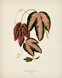 Tri-colored Passion Vine (Passiflora Trifasciata) engraved by Benjamin Fawcett (1808-1893) for Shirley Hibberd&rsquo;s (1825-1890) New and Rare Beautiful-Leaved Plants. Digitally enhanced from our own 1929 edition of the publication.