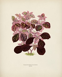 Teleinthera Ficoidea engraved by <a href="https://www.rawpixel.com/search/Benjamin%20Fawcett?&amp;page=1">Benjamin Fawcett </a>(1808-1893) for <a href="https://www.rawpixel.com/search/Shirley%20Hibberd?&amp;page=1">Shirley Hibberd</a>&rsquo;s (1825-1890) New and Rare Beautiful-Leaved Plants. Digitally enhanced from our own 1929 edition of the publication.