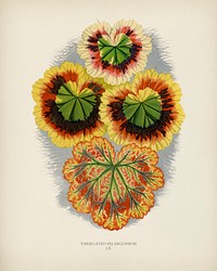 Variegated Geraniums (variegated pelargonium) engraved by <a href="https://www.rawpixel.com/search/Benjamin%20Fawcett?&amp;page=1">Benjamin Fawcett</a> (1808-1893) for <a href="https://www.rawpixel.com/search/Shirley%20Hibberd?&amp;page=1">Shirley Hibberd</a>&rsquo;s (1825-1890) New and Rare Beautiful-Leaved Plants. Digitally enhanced from our own 1929 edition of the publication.