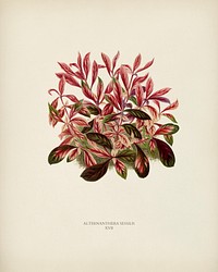 Dwarf Copperleaf (Alternanthera Sessilis) engraved by <a href="https://www.rawpixel.com/search/Benjamin%20Fawcett?&amp;page=1">Benjamin Fawcett</a> (1808-1893) for <a href="https://www.rawpixel.com/search/Shirley%20Hibberd?&amp;page=1">Shirley Hibberd</a>&rsquo;s (1825-1890) New and Rare Beautiful-Leaved Plants. Digitally enhanced from our own 1929 edition of the publication.