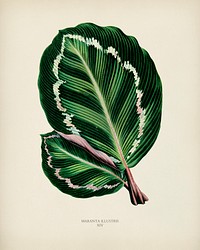 Rose Painted Calathea (Maranta illustris) engraved by <a href="https://www.rawpixel.com/search/Benjamin%20Fawcett?&amp;page=1">Benjamin Fawcett </a>(1808-1893) for <a href="https://www.rawpixel.com/search/Shirley%20Hibberd?&amp;page=1">Shirley Hibberd</a>&rsquo;s (1825-1890) New and Rare Beautiful-Leaved Plants. Digitally enhanced from our own 1929 edition of the publication.