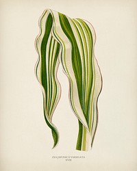 Striped Maize (Zea Japonica Variegata ) engraved by <a href="https://www.rawpixel.com/search/Benjamin%20Fawcett?&amp;page=1">Benjamin Fawcett </a>(1808-1893) for <a href="https://www.rawpixel.com/search/Shirley%20Hibberd?&amp;page=1">Shirley Hibberd</a>&rsquo;s (1825-1890) New and Rare Beautiful-Leaved Plants. Digitally enhanced from our own 1929 edition of the publication.