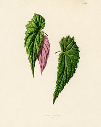 Begonia Falcifolia. Digitally enhanced from our own 1929 edition of New and Rare Beautiful-Leaved Plants by Benjamin Fawcett (1808-1893) for Shirley Hibberd&rsquo;s (1825-1890).