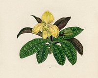 The One Colored Paphiopedilum (Paphiopedilum Concolor). Digitally enhanced from our own 1929 edition of New and Rare Beautiful-Leaved Plants by Benjamin Fawcett (1808-1893) for Shirley Hibberd&rsquo;s (1825-1890).