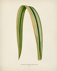 Variegated New Zealand Flax (Phormium Tenax Variegatum) engraved by <a href="https://www.rawpixel.com/search/Benjamin%20Fawcett?&amp;page=1">Benjamin Fawcett</a> (1808-1893) for <a href="https://www.rawpixel.com/search/Shirley%20Hibberd?&amp;page=1">Shirley Hibberd</a>&rsquo;s (1825-1890) New and Rare Beautiful-Leaved Plants. Digitally enhanced from our own 1929 edition of the publication.