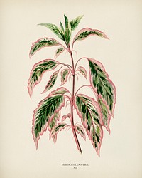 Rose mallow (lhibiscus cooperi) engraved by <a href="https://www.rawpixel.com/search/Benjamin%20Fawcett?&amp;page=1">Benjamin Fawcett </a>(1808-1893) for <a href="https://www.rawpixel.com/search/Shirley%20Hibberd?&amp;page=1">Shirley Hibberd</a>&rsquo;s (1825-1890) New and Rare Beautiful-Leaved Plants. Digitally enhanced from our own 1929 edition of the publication.