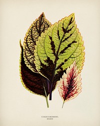 Coleus Murrayi engraved by <a href="https://www.rawpixel.com/search/Benjamin%20Fawcett?&amp;page=1">Benjamin Fawcett</a> (1808-1893) for <a href="https://www.rawpixel.com/search/Shirley%20Hibberd?&amp;page=1">Shirley Hibberd</a>&rsquo;s (1825-1890) New and Rare Beautiful-Leaved Plants. Digitally enhanced from our own 1929 edition of the publication.