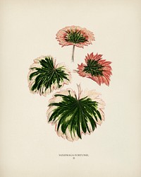 Saxifrage (Saxifraga Fortunei) engraved by <a href="https://www.rawpixel.com/search/Benjamin%20Fawcett?&amp;page=1">Benjamin Fawcett</a> (1808-1893) for<a href="https://www.rawpixel.com/search/Shirley%20Hibberd?&amp;page=1"> Shirley Hibberd</a>&rsquo;s (1825-1890) New and Rare Beautiful-Leaved Plants. Digitally enhanced from our own 1929 edition of the publication.